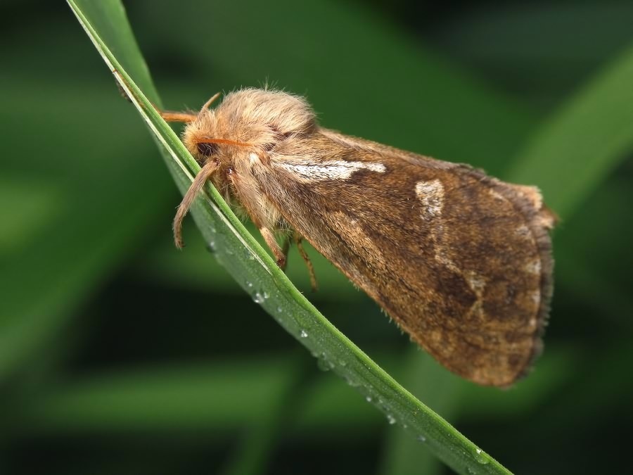 Korscheltellus lupulina (Linnaeus, 1758)